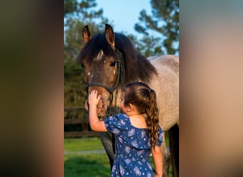 Welsh-A, Stute, 8 Jahre, 135 cm