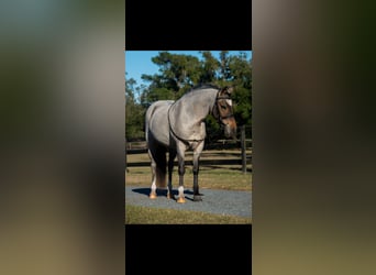 Welsh-A, Stute, 8 Jahre, 135 cm