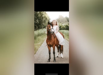 Welsh-A, Stute, 9 Jahre, 115 cm, Brauner