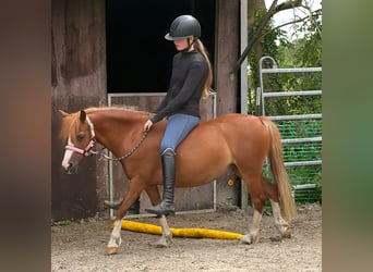 Welsh-A, Stute, 9 Jahre, 115 cm, Fuchs