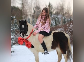 Welsh-A, Stute, 9 Jahre, 115 cm, Schecke