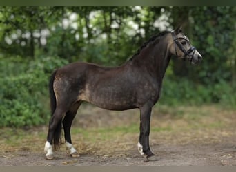 Welsh-A, Stute, 9 Jahre, 118 cm, Falbe