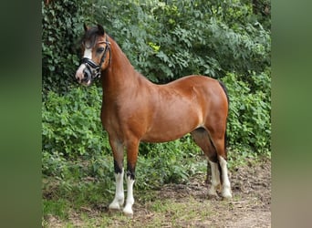 Welsh-A, Stute, 9 Jahre, 119 cm, Brauner