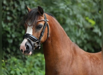 Welsh-A, Stute, 9 Jahre, 119 cm, Brauner