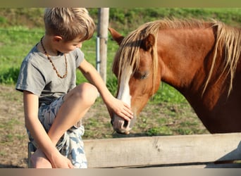 Welsh-A, Stute, 9 Jahre, 120 cm, Fuchs