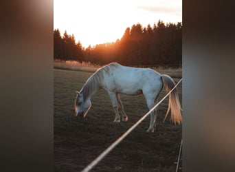 Welsh-A Mix, Stute, 9 Jahre, 120 cm, Schimmel
