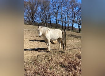 Welsh-A, Stute, 9 Jahre, 120 cm, Schimmel