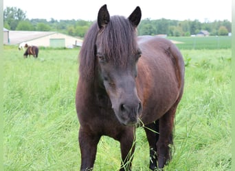 Welsh-A Mix, Stute, 9 Jahre, 122 cm, Rappe