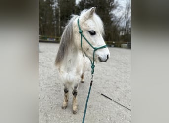 Welsh-A, Stute, 9 Jahre, 122 cm, Schimmel