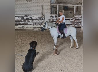 Welsh-A, Stute, 9 Jahre, 124 cm, Schimmel