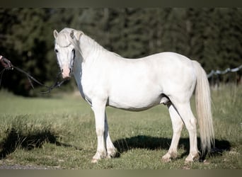 Welsh-A, Wallach, 10 Jahre, 120 cm, Schimmel