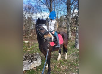 Welsh-A, Wallach, 10 Jahre, 120 cm, Schwarzbrauner