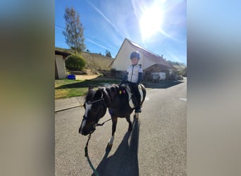 Welsh-A, Wallach, 10 Jahre, 120 cm, Schwarzbrauner