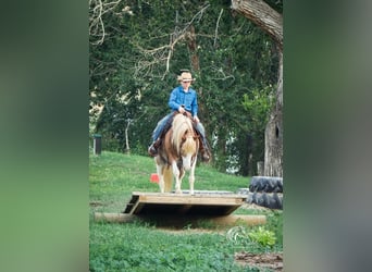 Welsh-A Mix, Wallach, 10 Jahre, 122 cm, Roan-Red
