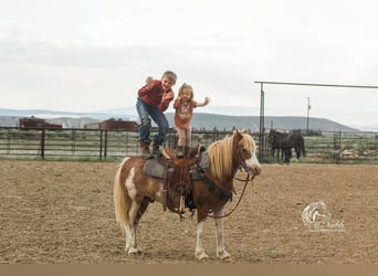 Welsh-A Mix, Wallach, 10 Jahre, 122 cm, Roan-Red