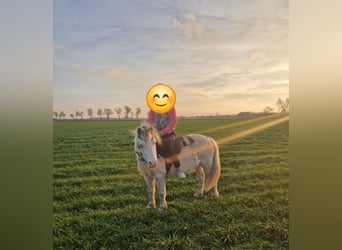 Welsh-A, Wallach, 10 Jahre, 122 cm, White