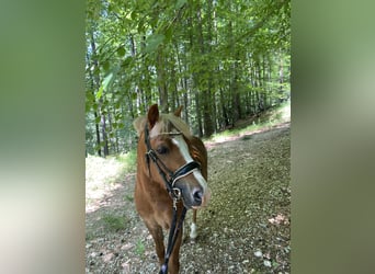 Welsh-A, Wallach, 11 Jahre, 115 cm, Fuchs