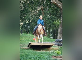 Welsh-A Mix, Wallach, 11 Jahre, 122 cm, Roan-Red