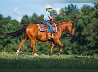 Welsh-A, Wallach, 11 Jahre, 127 cm, Rotbrauner