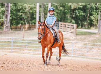 Welsh-A, Wallach, 11 Jahre, 127 cm, Rotbrauner