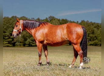 Welsh-A, Wallach, 11 Jahre, 127 cm, Rotbrauner