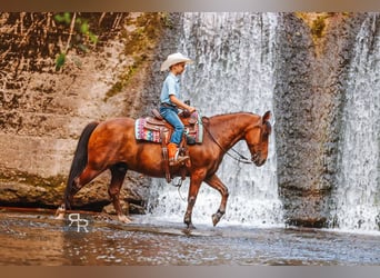 Welsh-A, Wallach, 11 Jahre, 127 cm, Rotbrauner