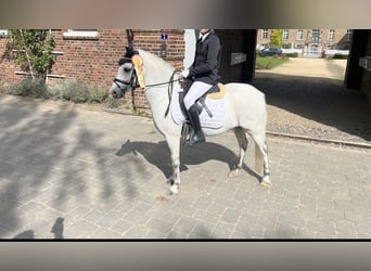Welsh-A, Wallach, 12 Jahre, 122 cm, Schimmel