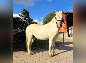 Welsh-A, Wallach, 12 Jahre, 122 cm, Schimmel