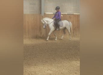 Welsh-A, Wallach, 12 Jahre, 122 cm, Schimmel