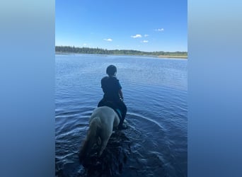 Welsh-A, Wallach, 12 Jahre, 127 cm, Schimmel