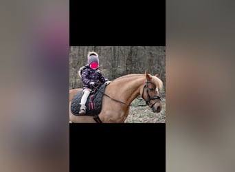 Welsh-A, Wallach, 12 Jahre, Fuchs