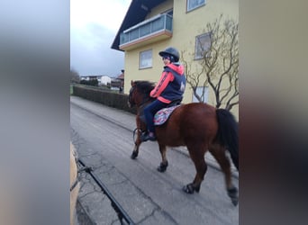 Welsh-A Mix, Wallach, 13 Jahre, 114 cm, Brauner