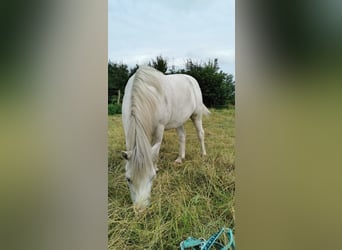 Welsh-A, Wallach, 13 Jahre, 115 cm, Schimmel