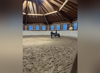 Welsh-A, Wallach, 13 Jahre, 119 cm, Dunkelbrauner