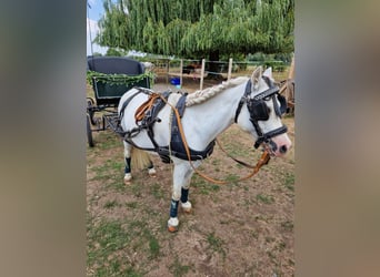 Welsh-A, Wallach, 13 Jahre, 125 cm, Schimmel