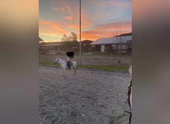 Welsh-A, Wallach, 13 Jahre, 127 cm, Schimmel