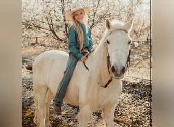 Welsh-A, Wallach, 13 Jahre, 130 cm, Palomino