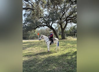 Welsh-A, Wallach, 13 Jahre, 130 cm, Palomino