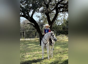 Welsh-A, Wallach, 13 Jahre, 130 cm, Palomino