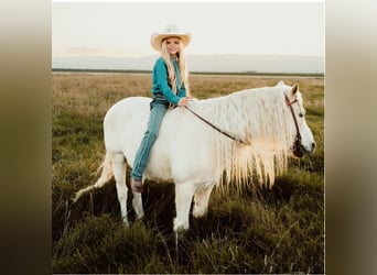 Welsh-A, Wallach, 13 Jahre, 130 cm, Palomino