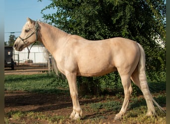 Welsh-A, Wallach, 13 Jahre, 130 cm, Palomino