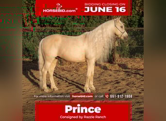 Welsh-A, Wallach, 13 Jahre, 130 cm, Palomino