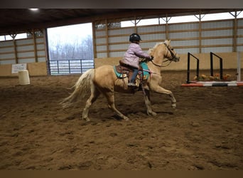 Welsh-A, Wallach, 13 Jahre, 135 cm, Palomino