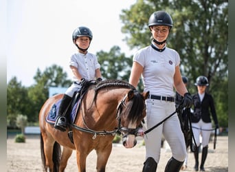 Welsh-A, Wallach, 14 Jahre, 112 cm, Brauner