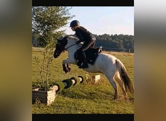 Welsh-A Mix, Wallach, 14 Jahre, 112 cm, Schecke