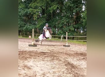 Welsh-A Mix, Wallach, 14 Jahre, 112 cm, Schecke