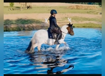 Welsh-A Mix, Wallach, 14 Jahre, 112 cm, Schecke