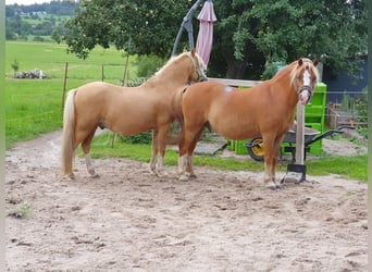 Welsh-A, Wallach, 14 Jahre, 119 cm, Palomino