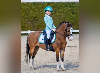 Welsh-A, Wallach, 14 Jahre, 121 cm, Dunkelbrauner