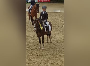 Welsh-A, Wallach, 14 Jahre, 122 cm, Brauner